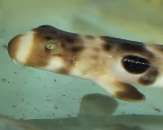 Baby Sharks Born Screenshot