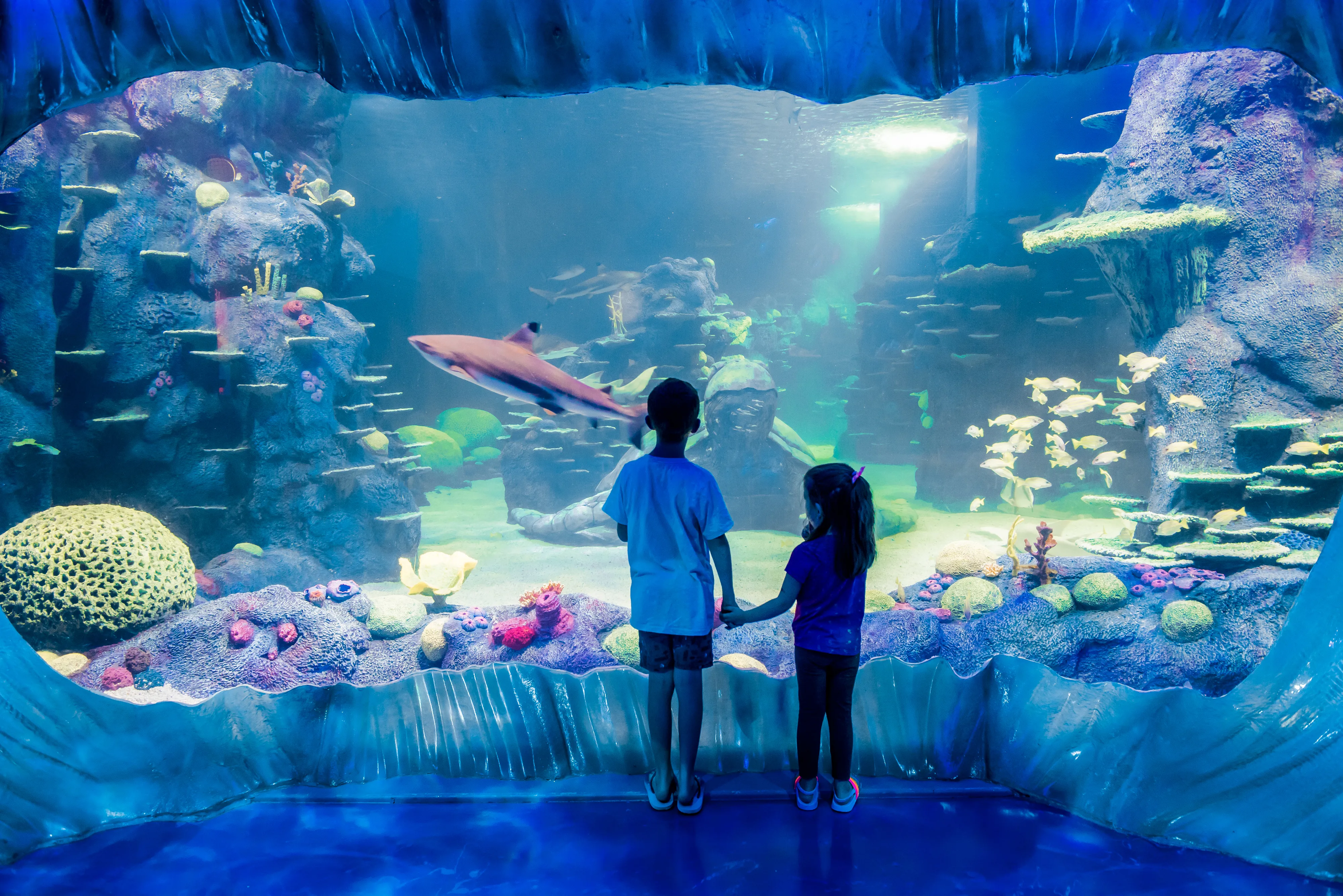 SEA LIFE Sydney Aquarium Kids Watch Black Tip Reef Shark Swim By In Day And Night On The Reef Exhibit