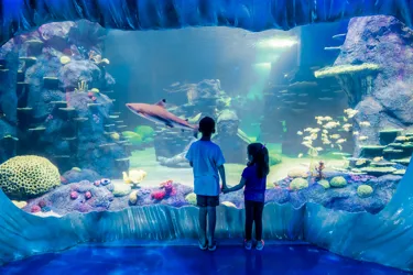 SEA LIFE Sydney Aquarium Kids Watch Black Tip Reef Shark Swim By In Day And Night On The Reef Exhibit