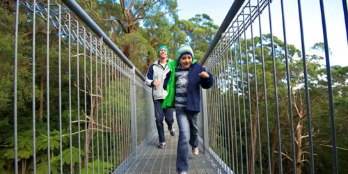 Treetop Walk Experience