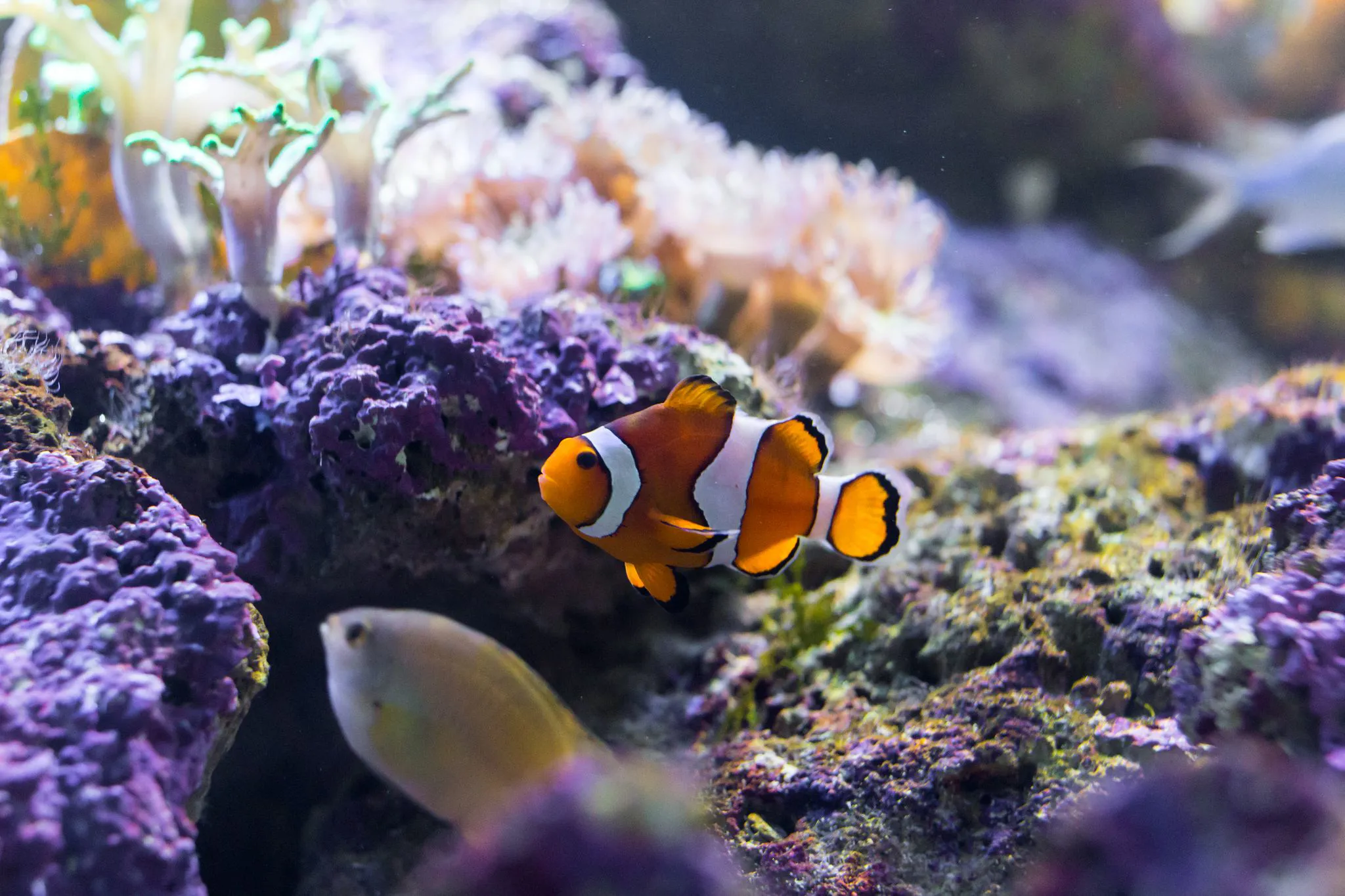 Clownfish 2