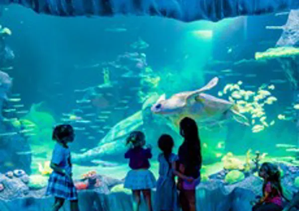 sealife