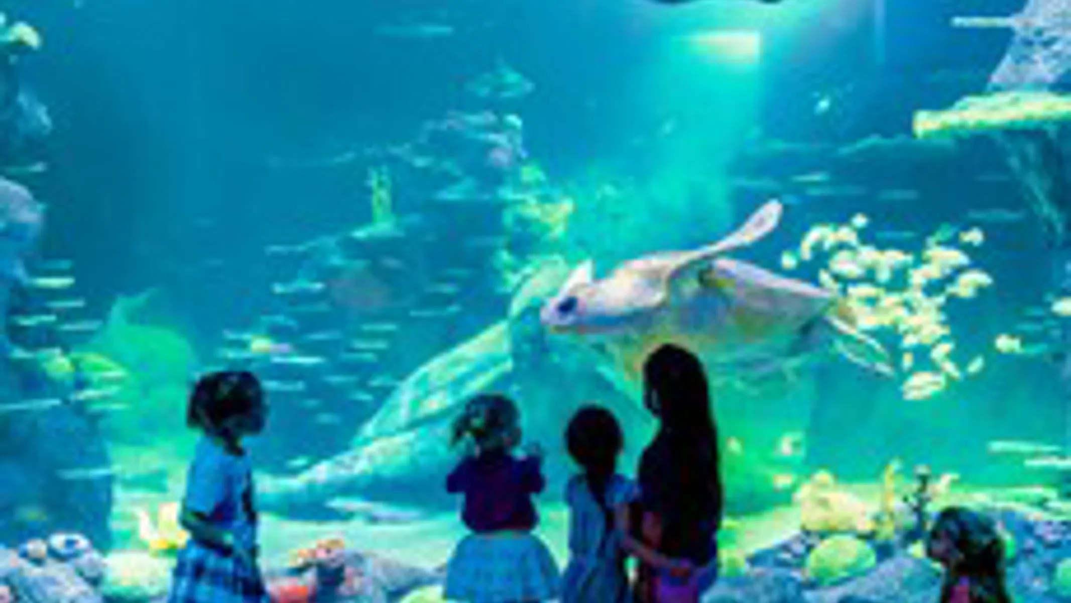 SEA LIFE Sydney Aquarium Merlin Annual Pass sea-life-sydney-aquarium-merlin-annual-pass