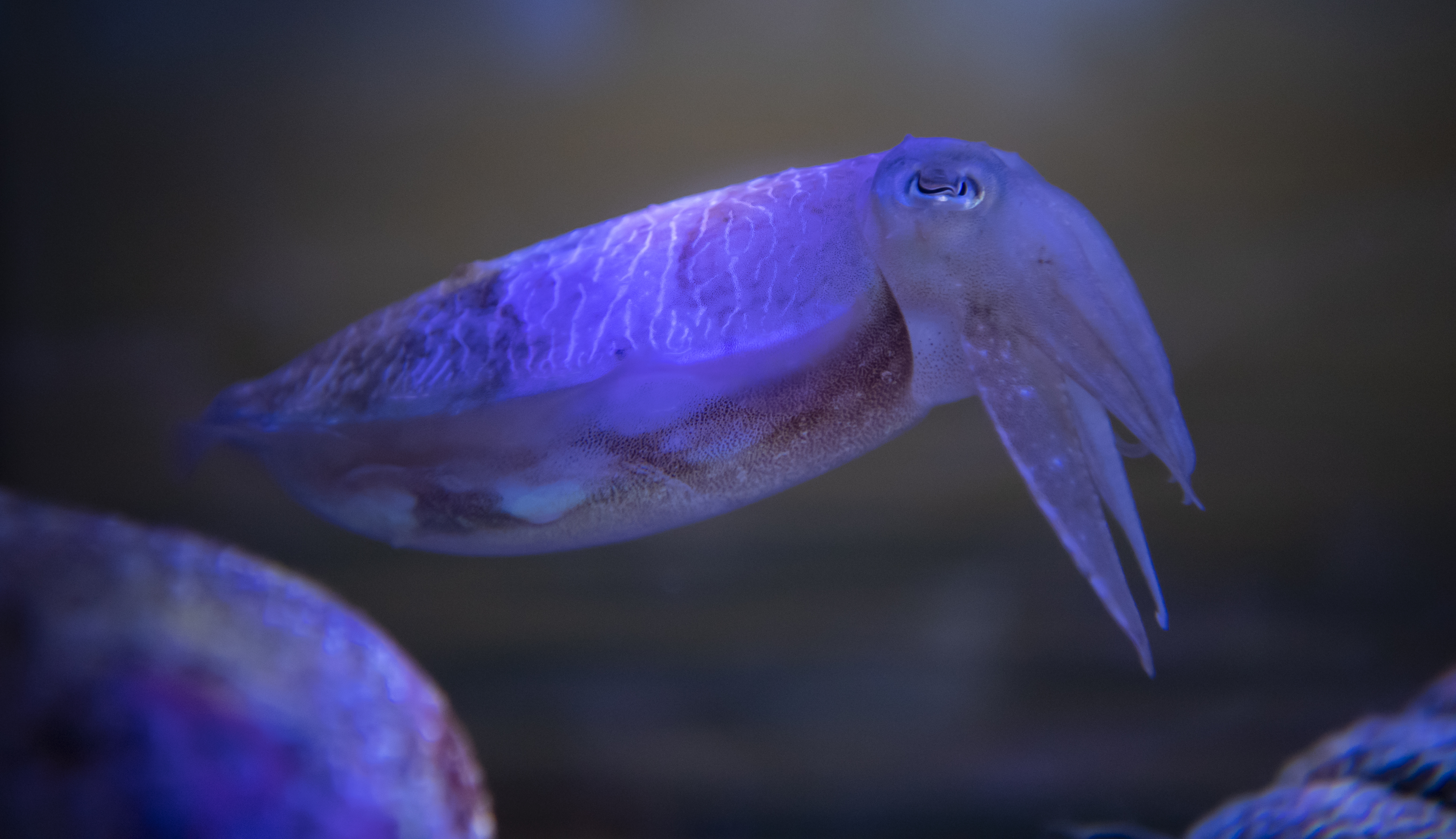 Cuttlefish 2