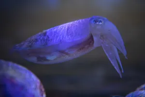 Cuttlefish 2