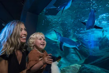 Mum & Bub Penguins