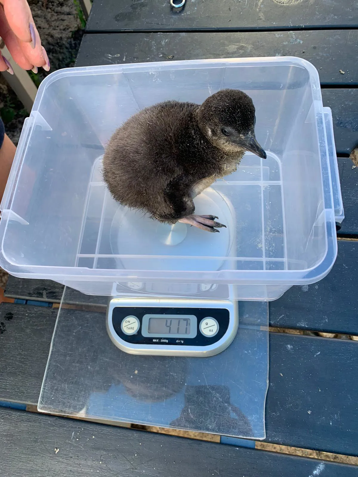 Dasher Being Weighed