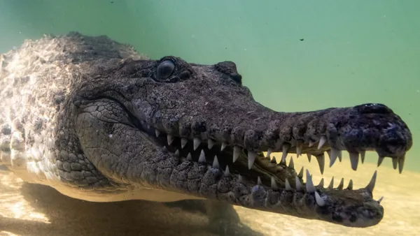 Croc Web