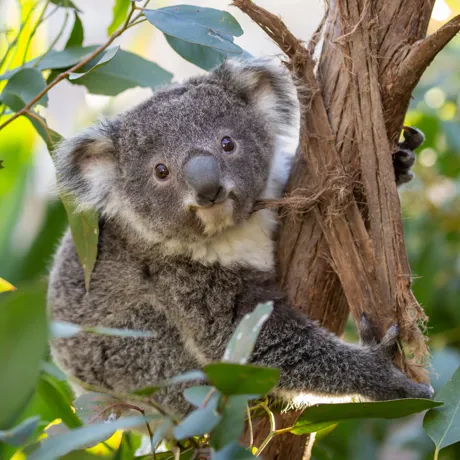 Koala Joey At WILD LIFE Sydney Zoo