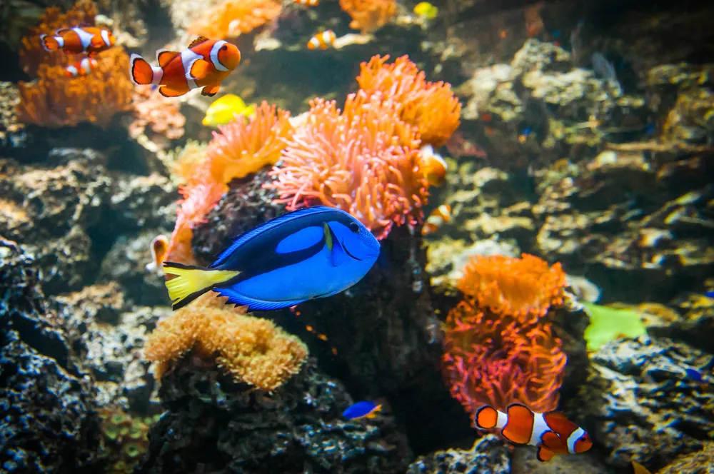 SLMA Blue Tang