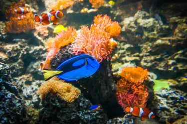 SLMA Blue Tang
