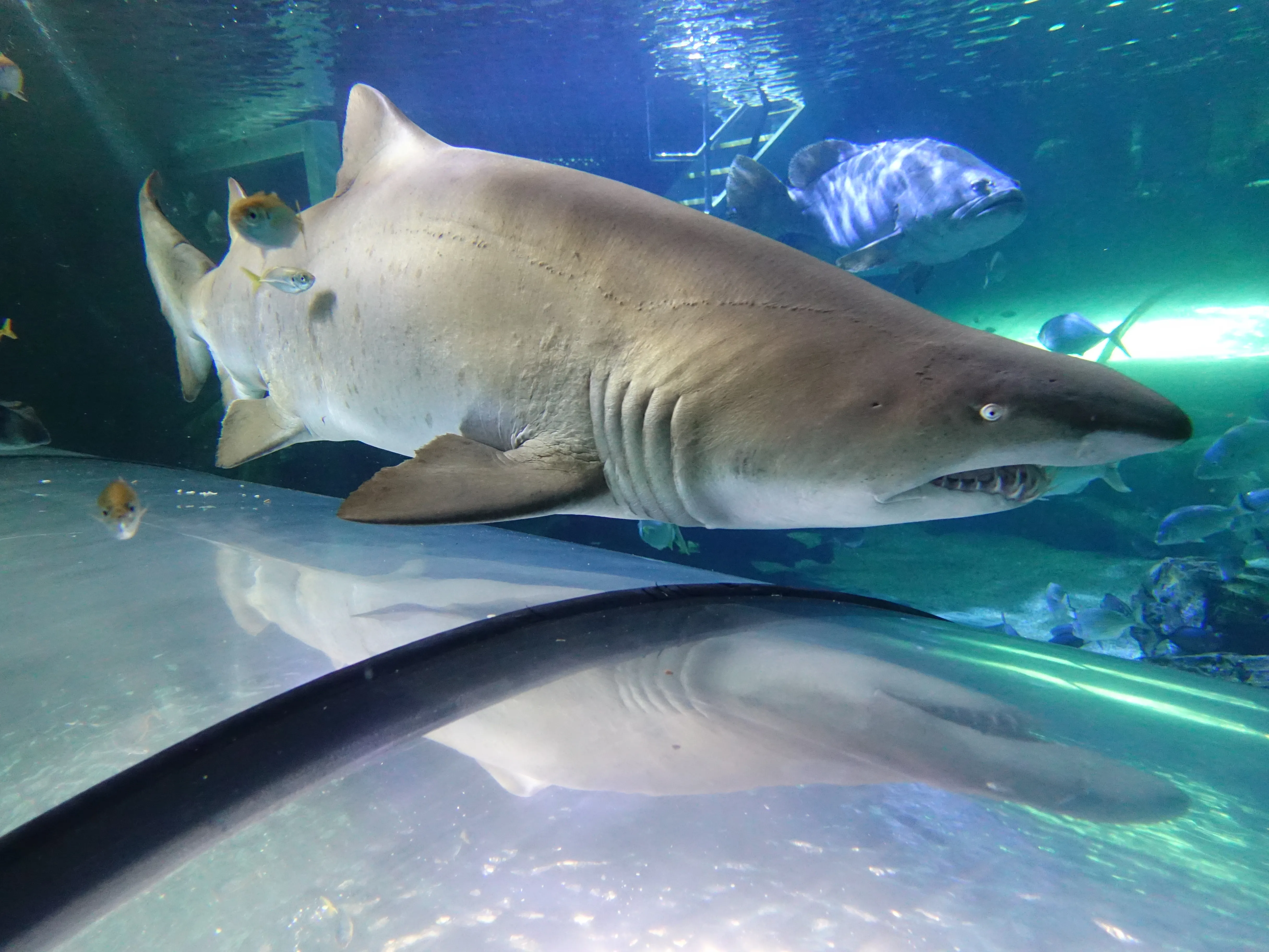 Grey Nurse Shark And Tunnel