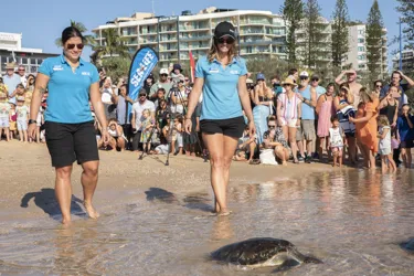 SLSC March14turtlerelease 2023 07