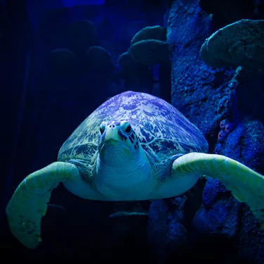Myrtle The Green Sea Turtle