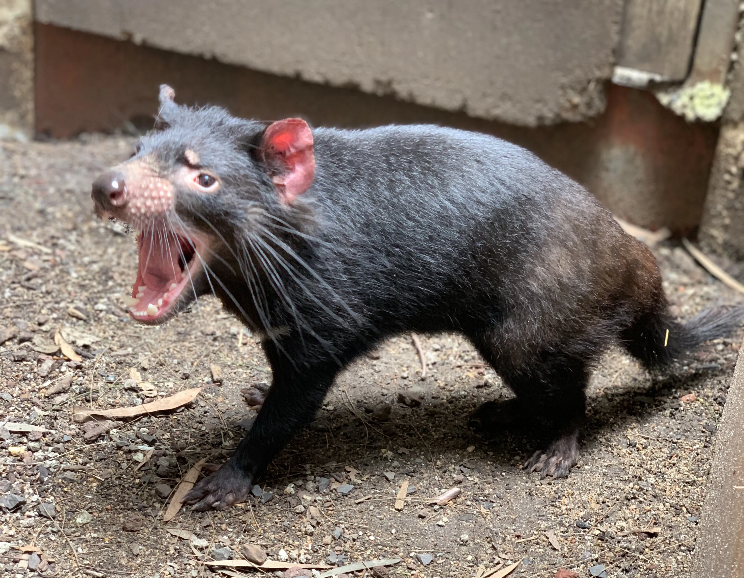 WLS Dharra The Tasmanian Devil