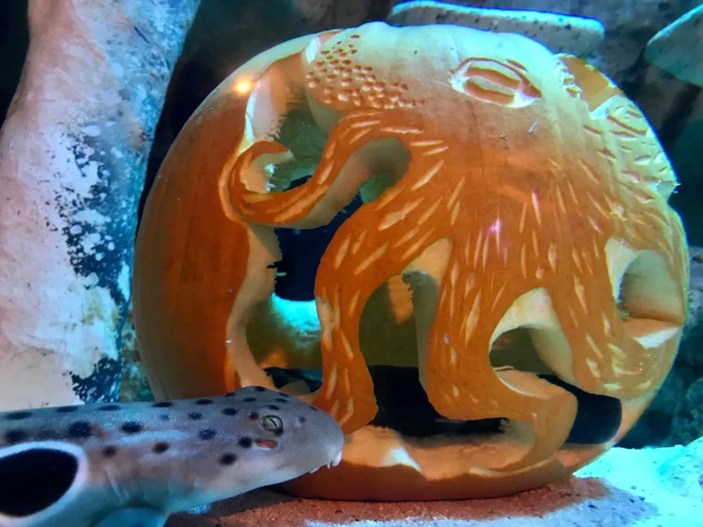 Epaulette Shark Interacts With Jack O Lantern