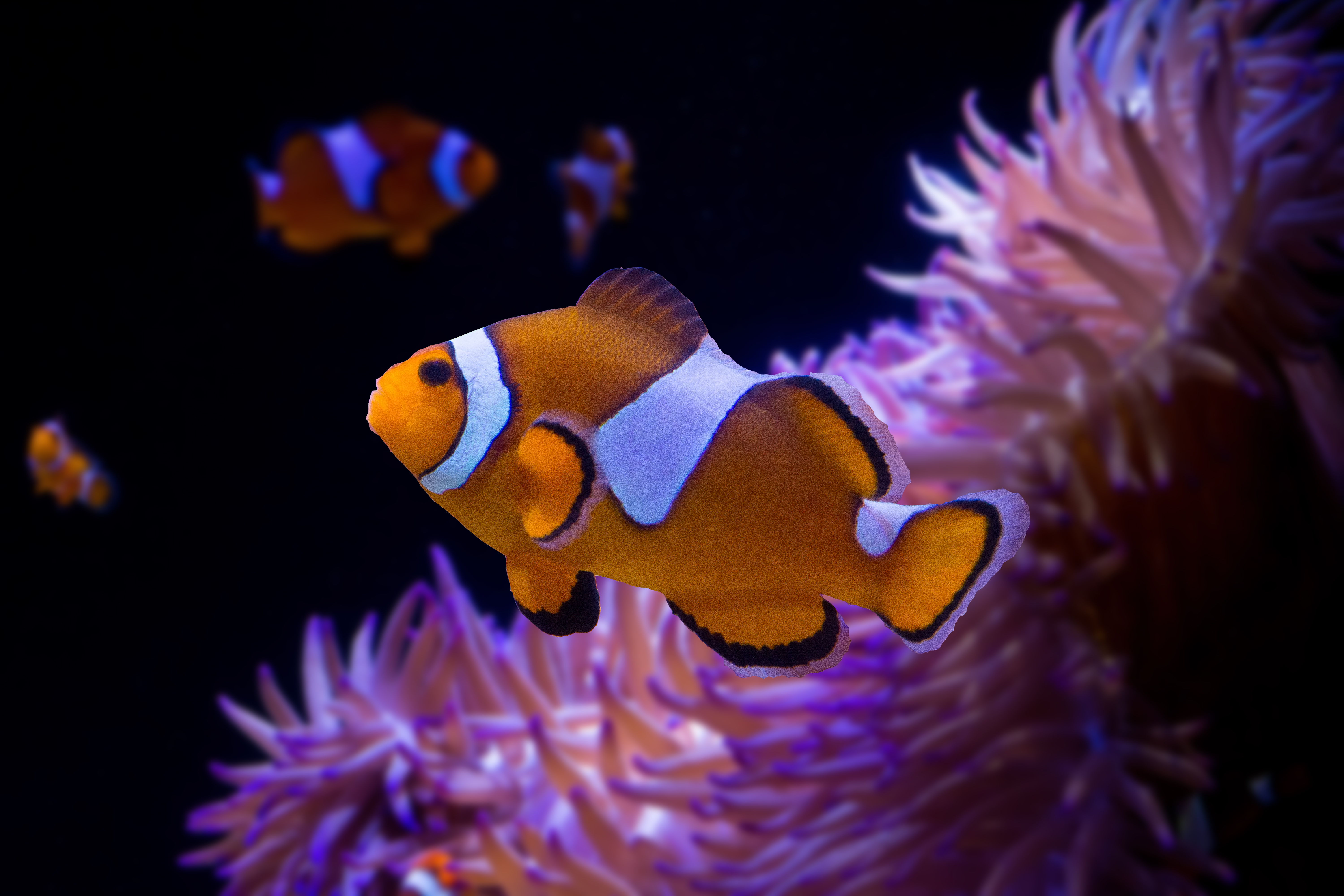 SLSC Clownfish