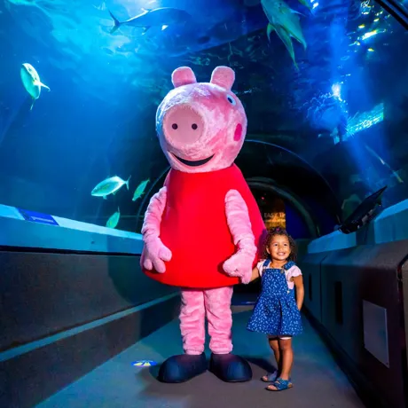PEPPA PIG SLSC