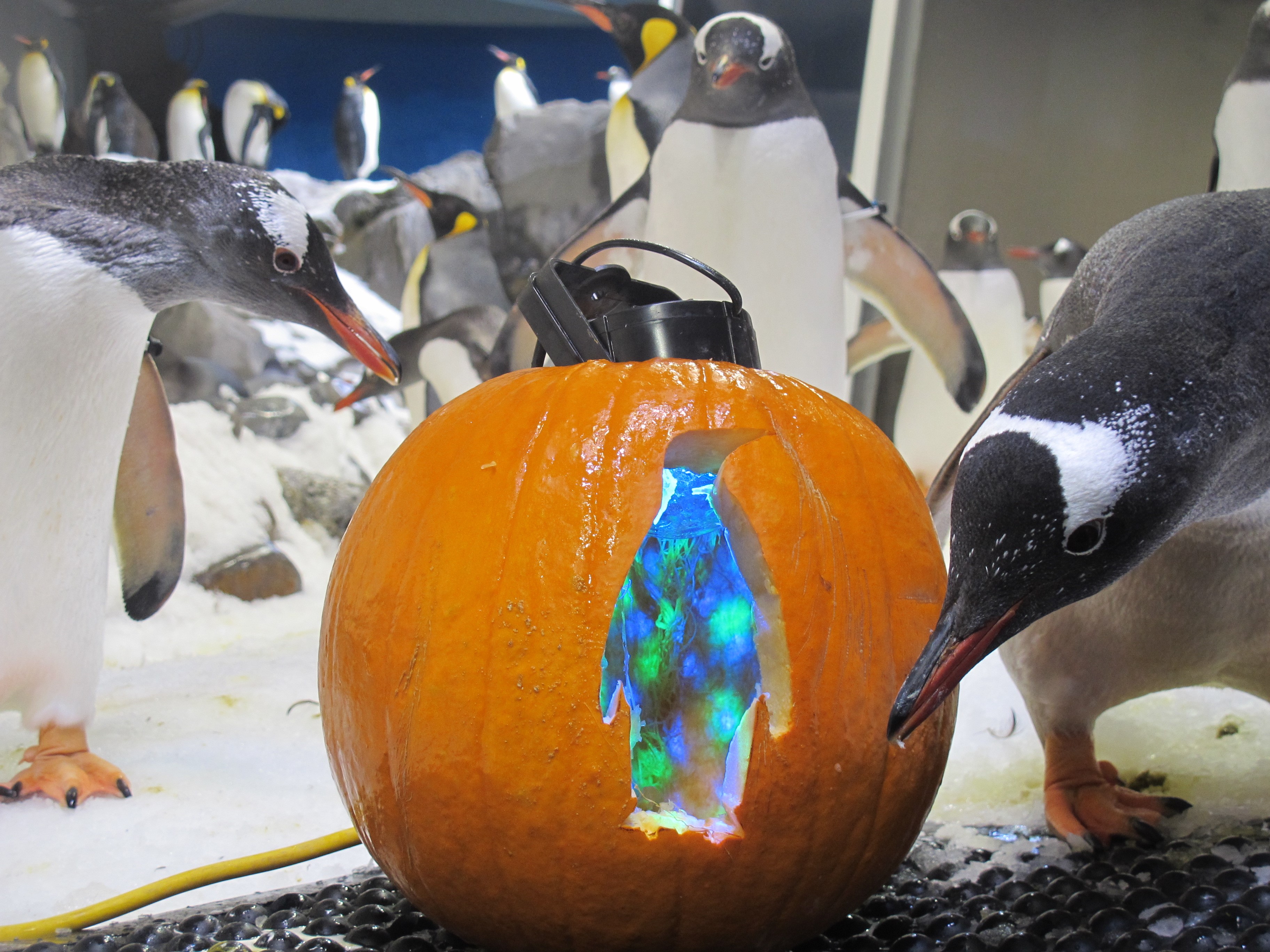 Penguins With Halloween Enrichment