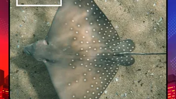 HH 1080X1080 SLS Eagleray