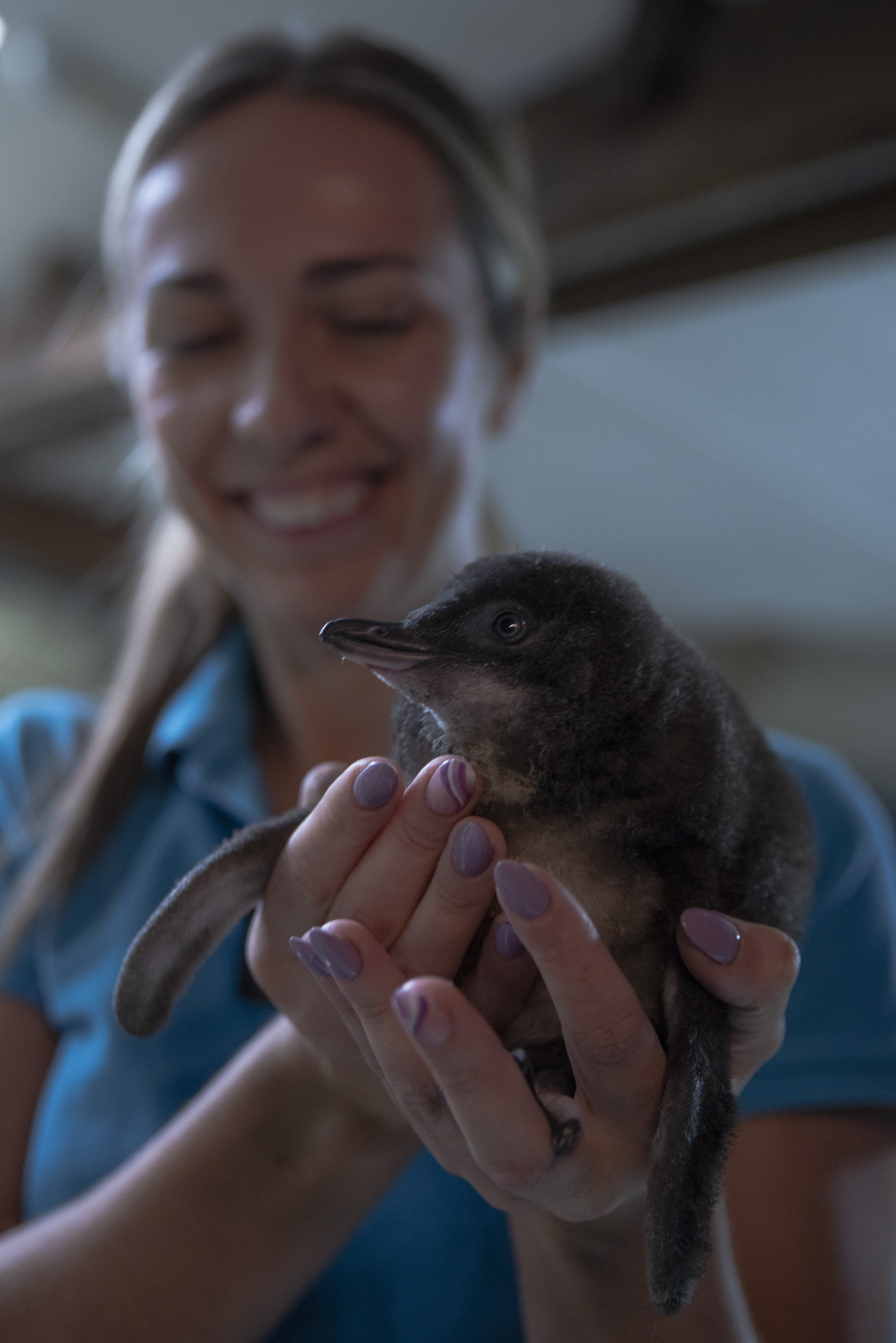 SLSC Keeper Daisy Presents First Little Blue Penguin Chick 2
