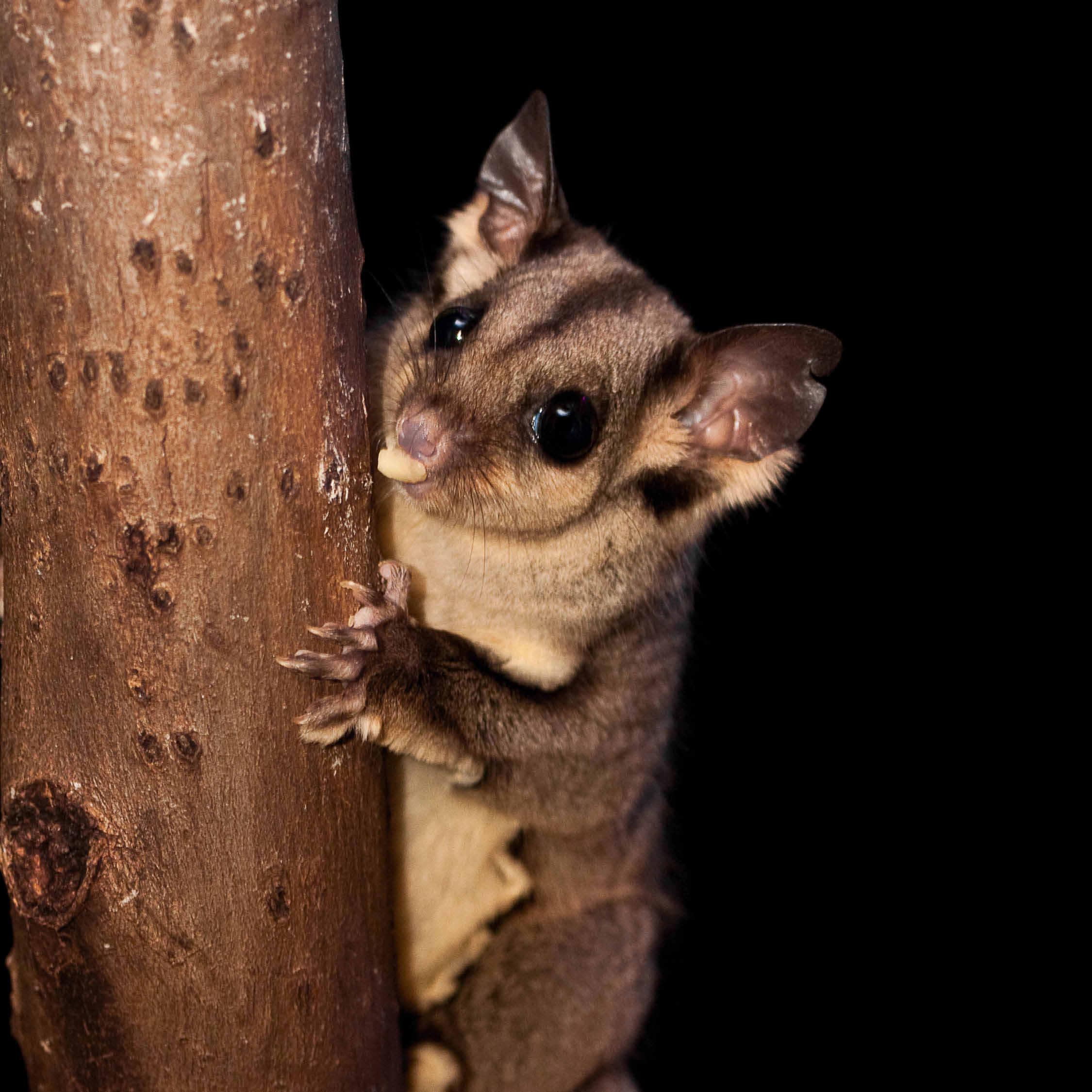 All Things Sugar Gliders Preview 1080X1080