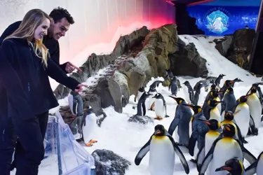 Penguin Passport