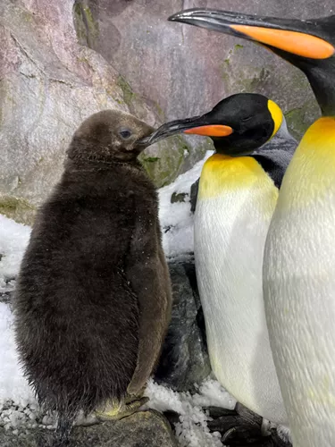 Oh Baby! King Penguin Chick Hatches at SEA LIFE Kelly Tarlton's