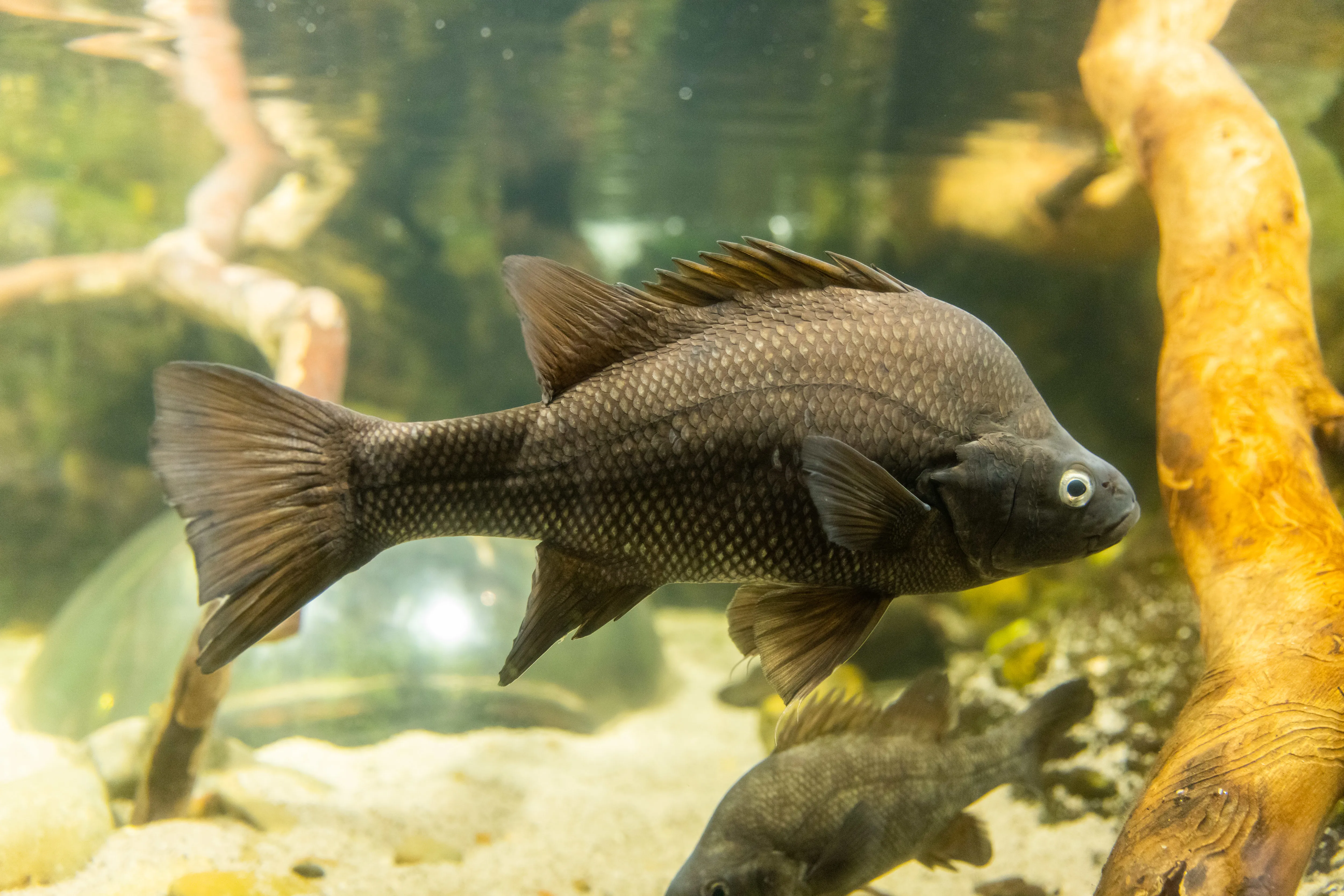 SLMA Macquarie Perch (3)