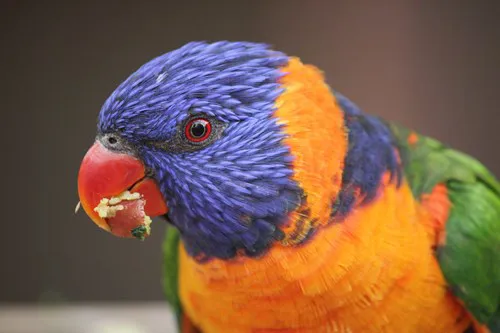 WILD LIFE Sydney Zoo Red Collared Lorikeet