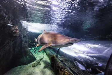 SLSC Grey Nurse Shark