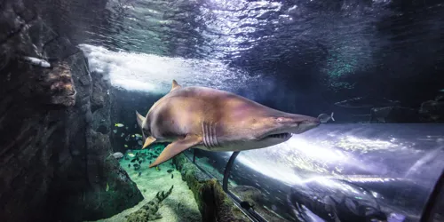 SLSC Grey Nurse Shark