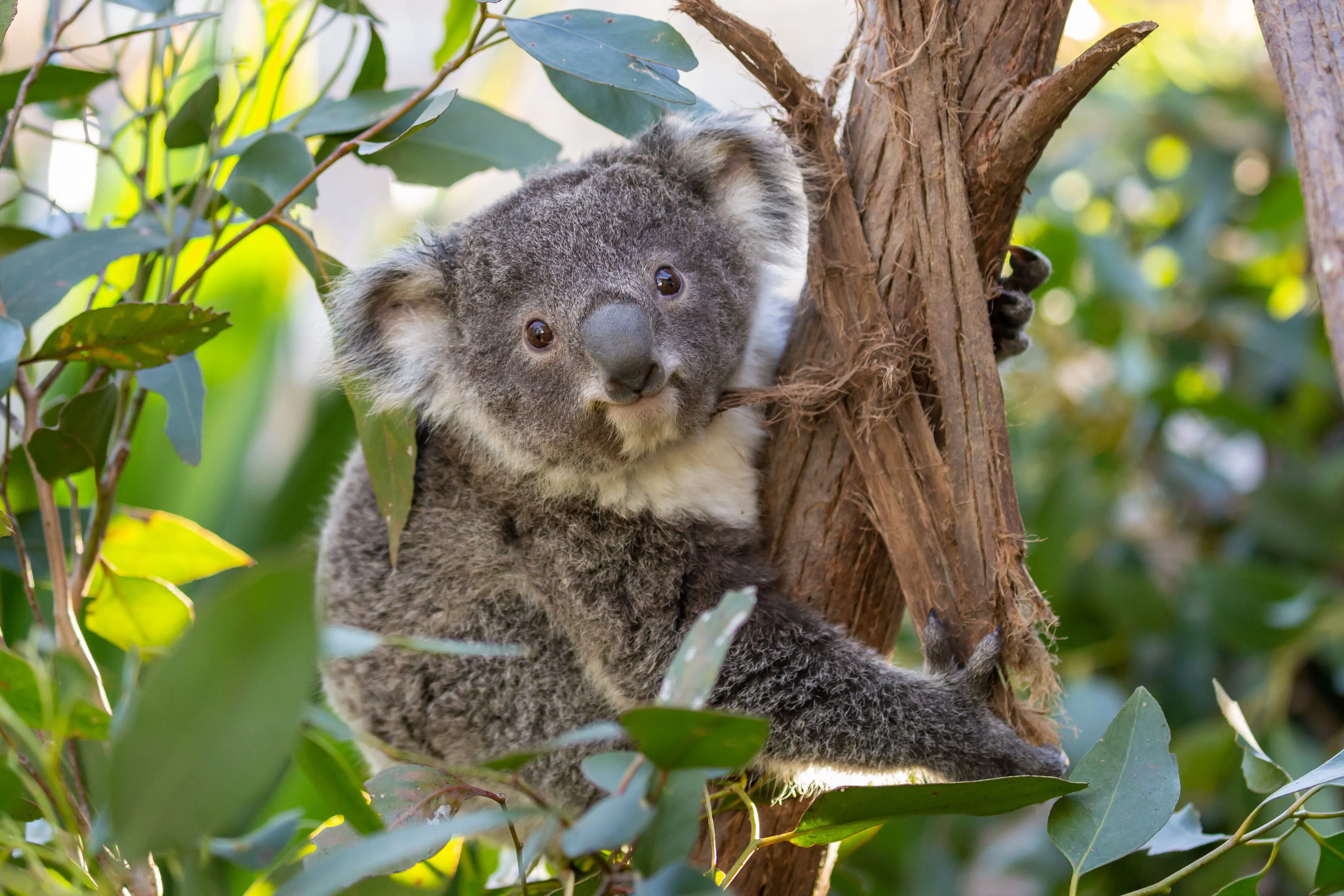 koala in tree