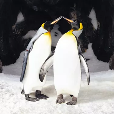 500 X 500 Penguins Kissing