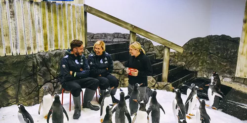 people sitting in chairs with penguins