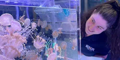 Christine Evans White Spotted Jellyfish 1