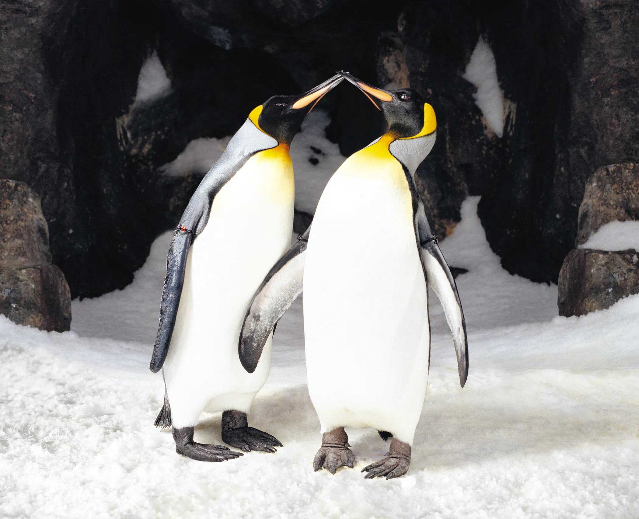 King Penguins