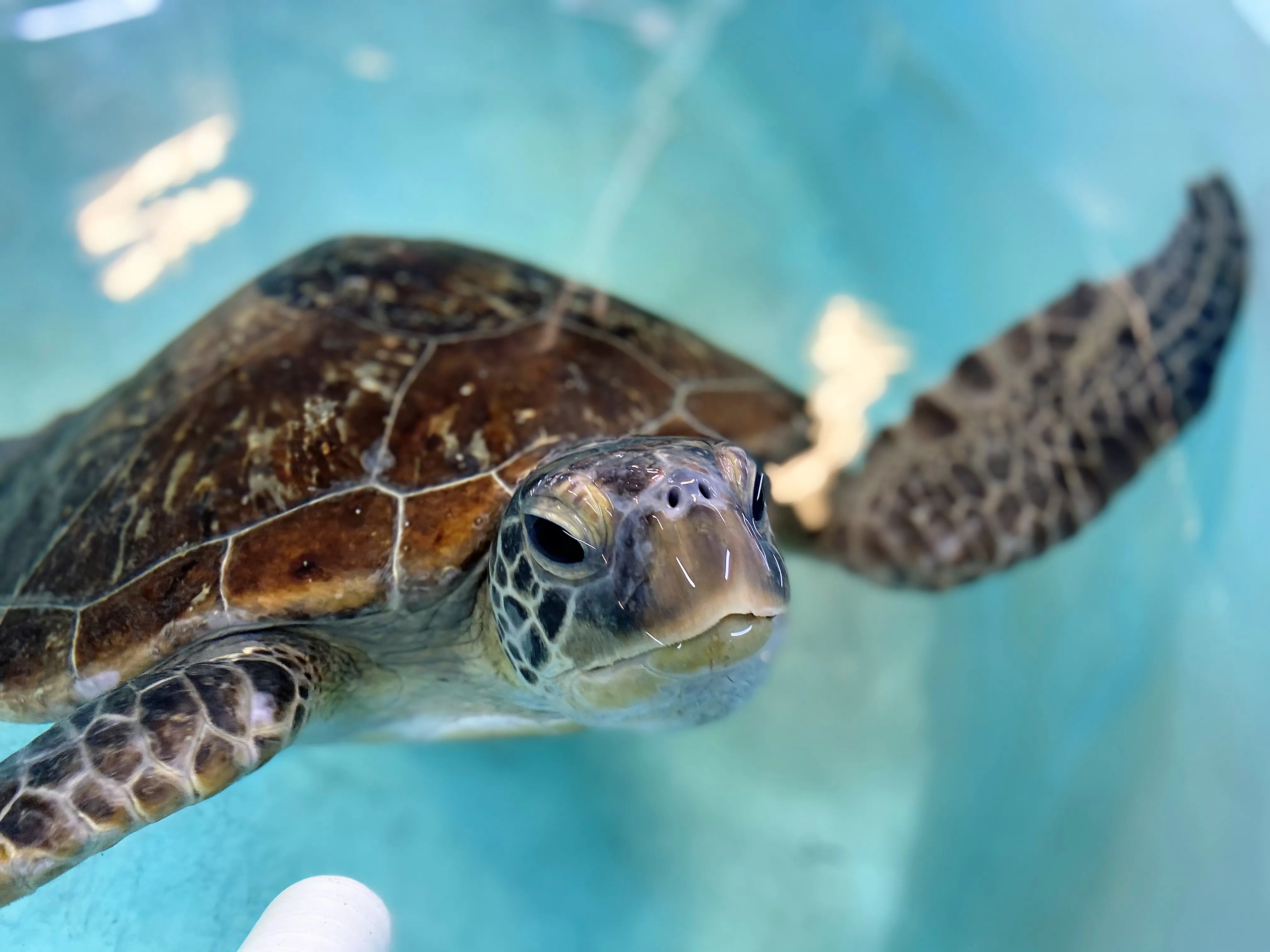 Buddy Green Sea Turtle