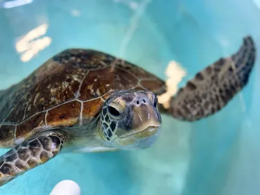 Buddy Green Sea Turtle