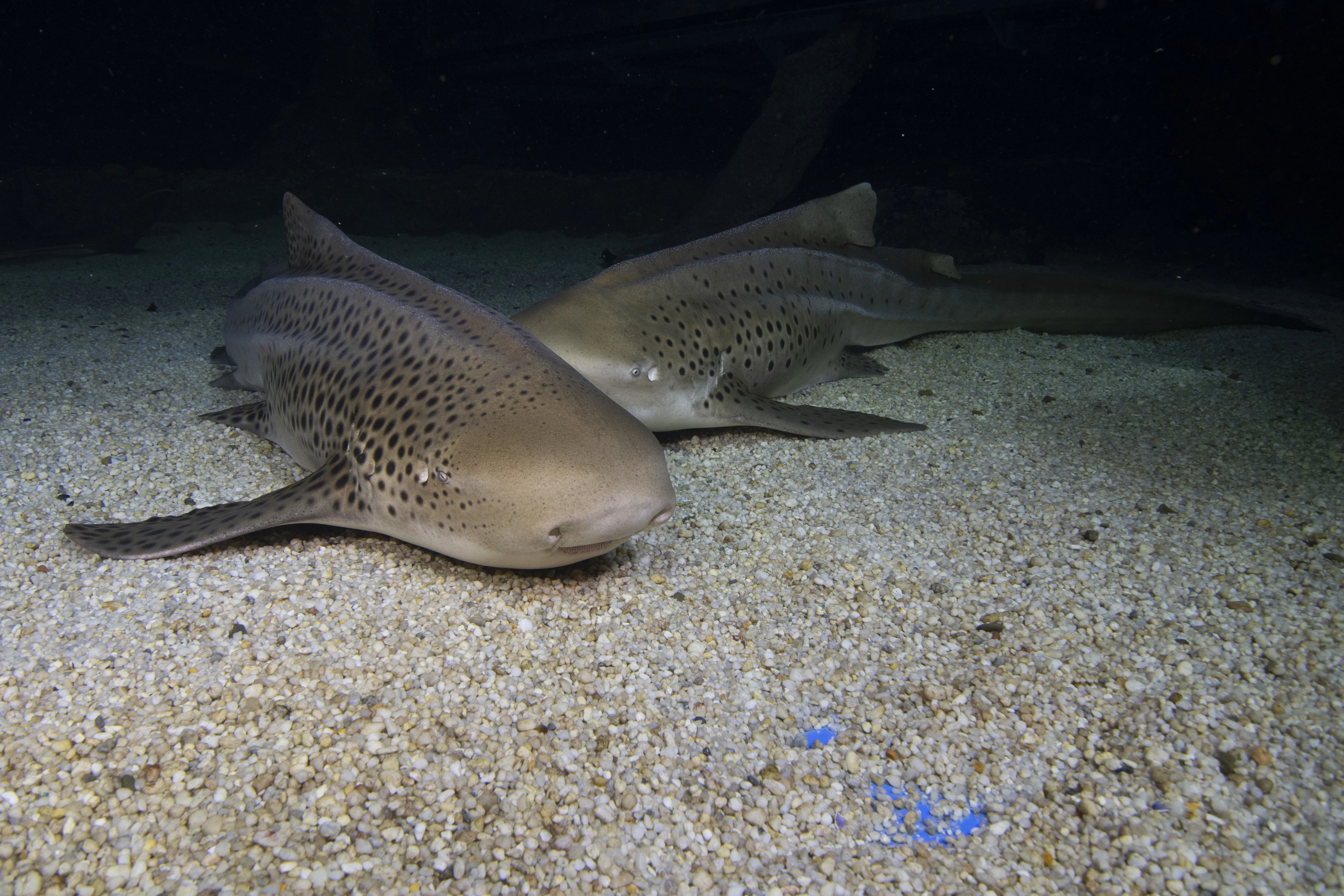 SLSA Adult Leopard Sharks