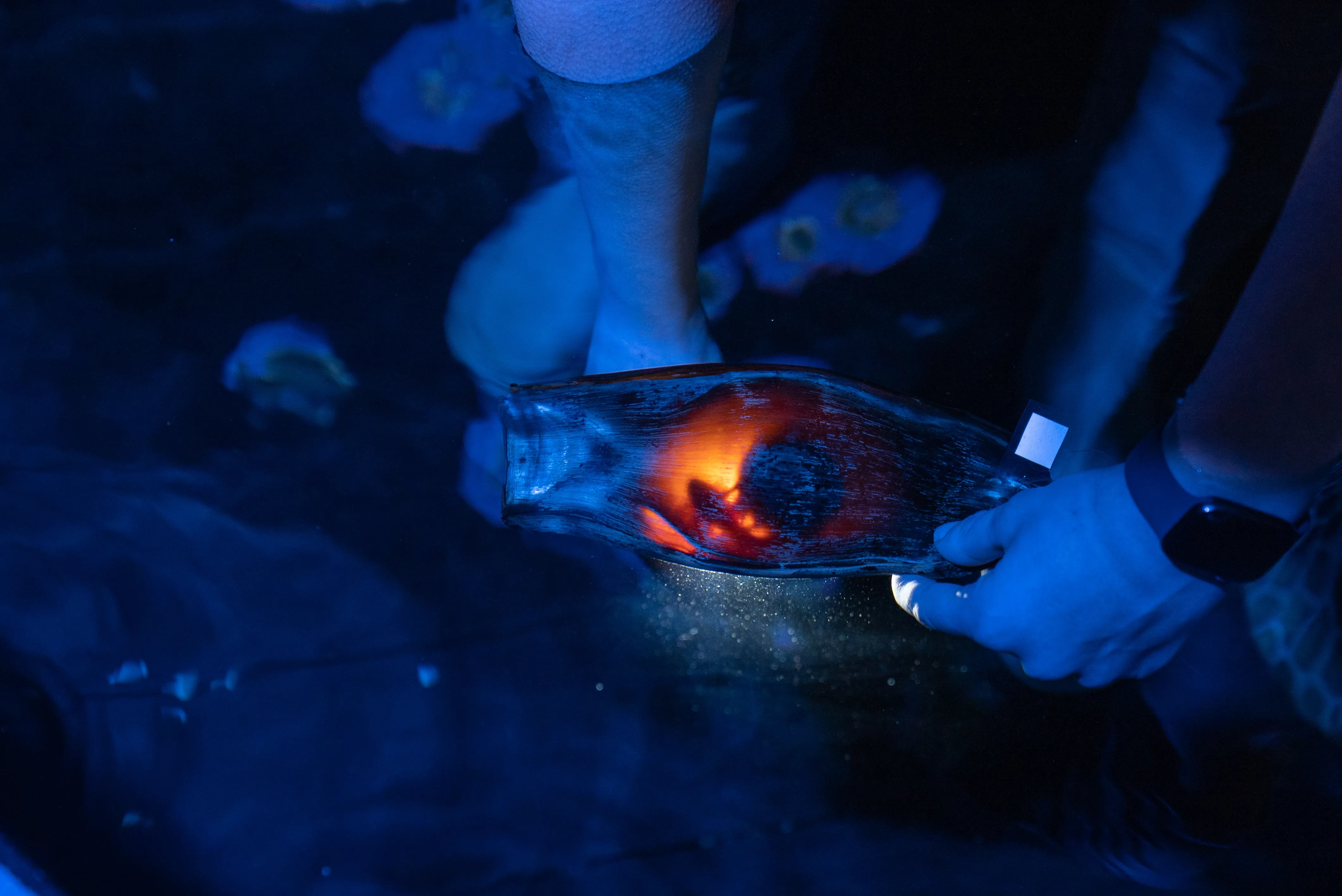 SLSA Aquarist Taylah Stark Candles Developing Zebra Shark Pup Through Egg