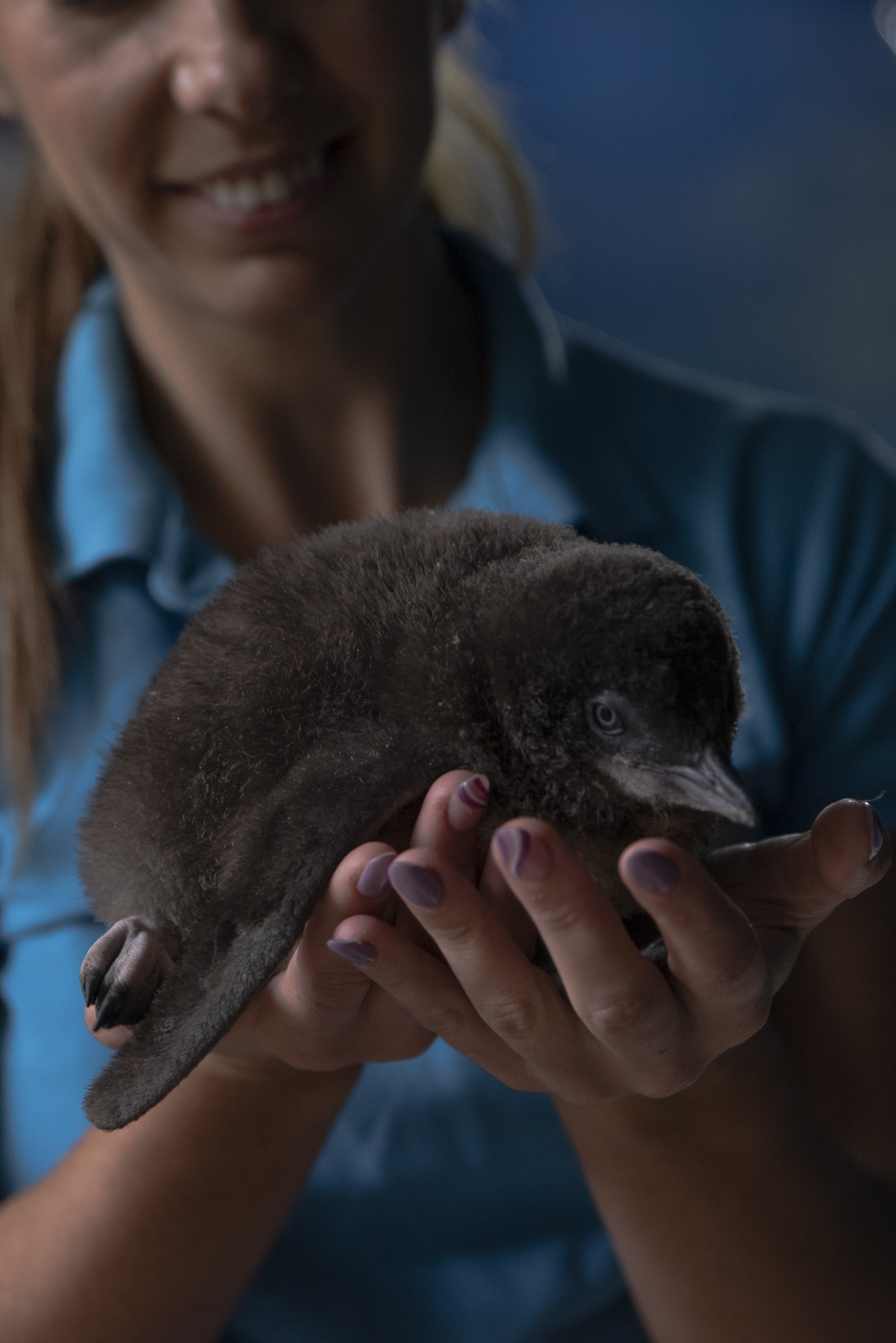 SLSC Keeper Daisy Holding First Little Blue Penguin Chick (1)