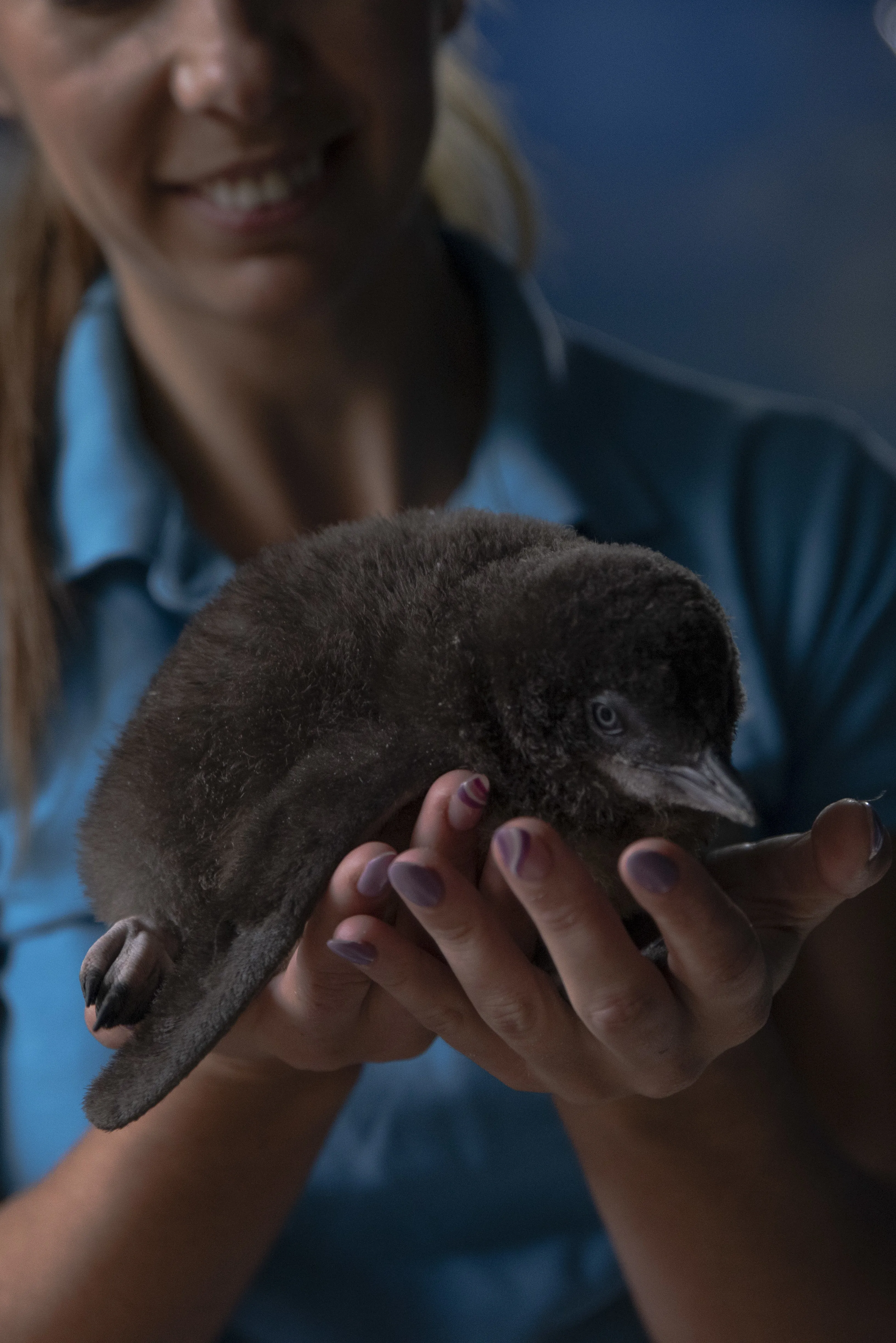 SLSC Keeper Daisy Holding First Little Blue Penguin Chick (1)