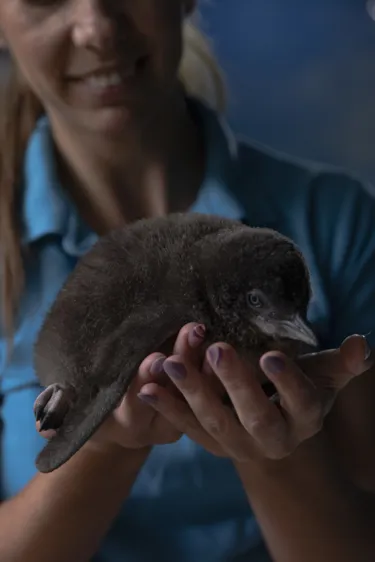SLSC Keeper Daisy Holding First Little Blue Penguin Chick (1)