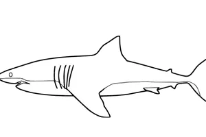 Shark Colouring In