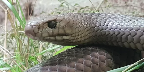Kevin The Eastern Brown Snake