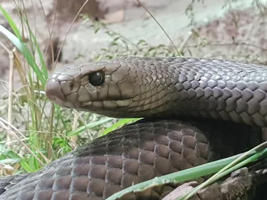 Kevin The Eastern Brown Snake