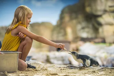 SLSC Penguin Encounter 3