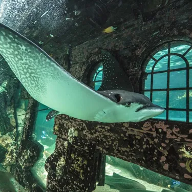 Eagle Ray