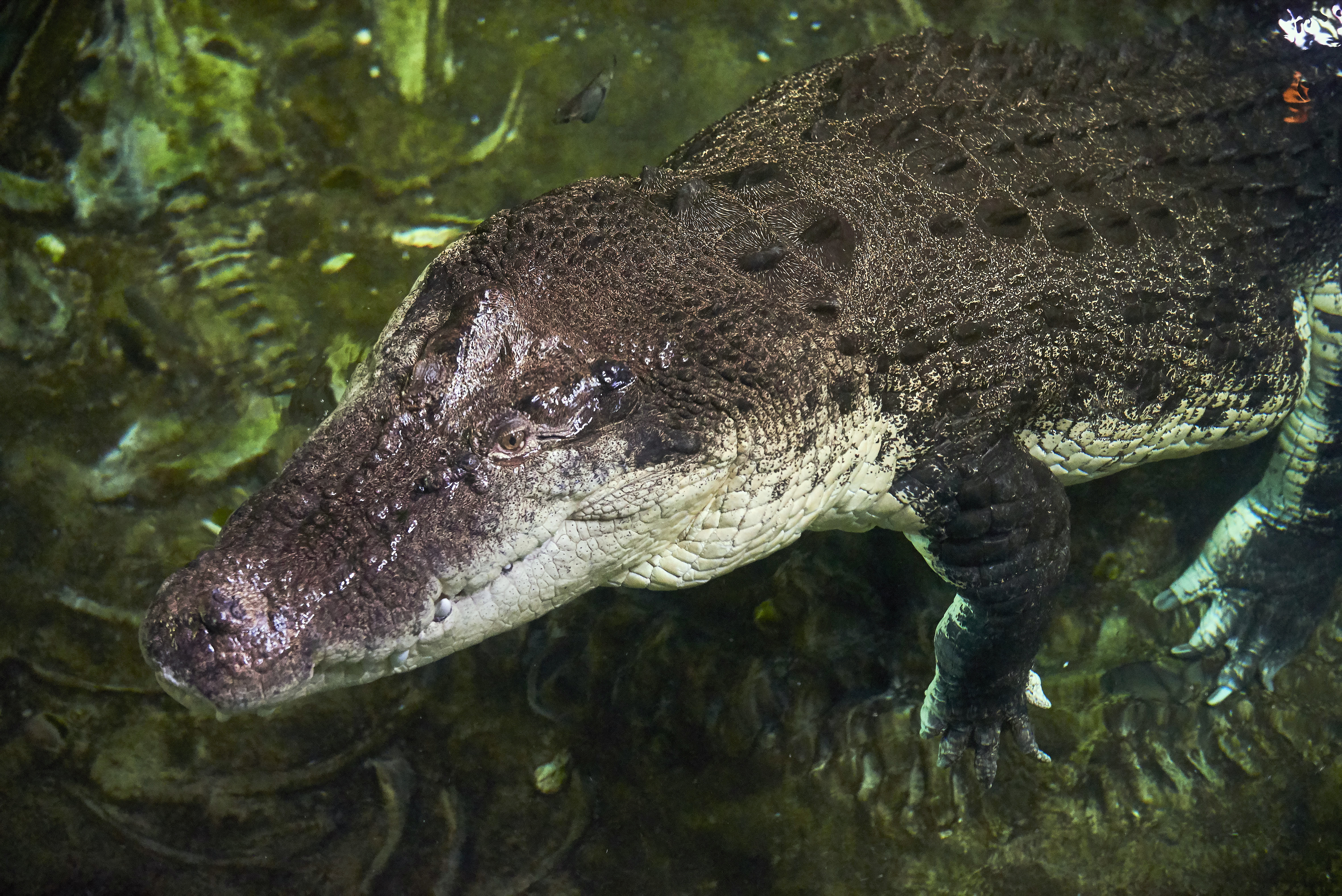 SLMA Saltwater Crocodile 2